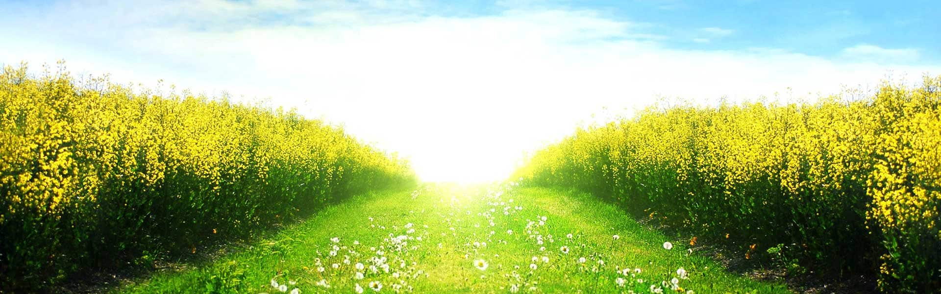 Cornagra Zamość - materiał siewny, nasiona, środki ochrony roślin, nawozy, narzędzia ogrodnicze