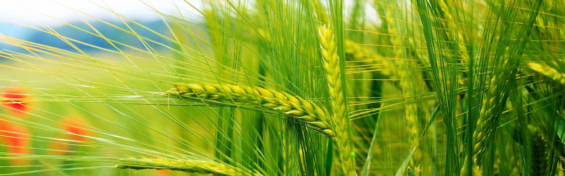 Cornagra Zamość - materiał siewny, nasiona, środki ochrony roślin, nawozy, narzędzia ogrodnicze