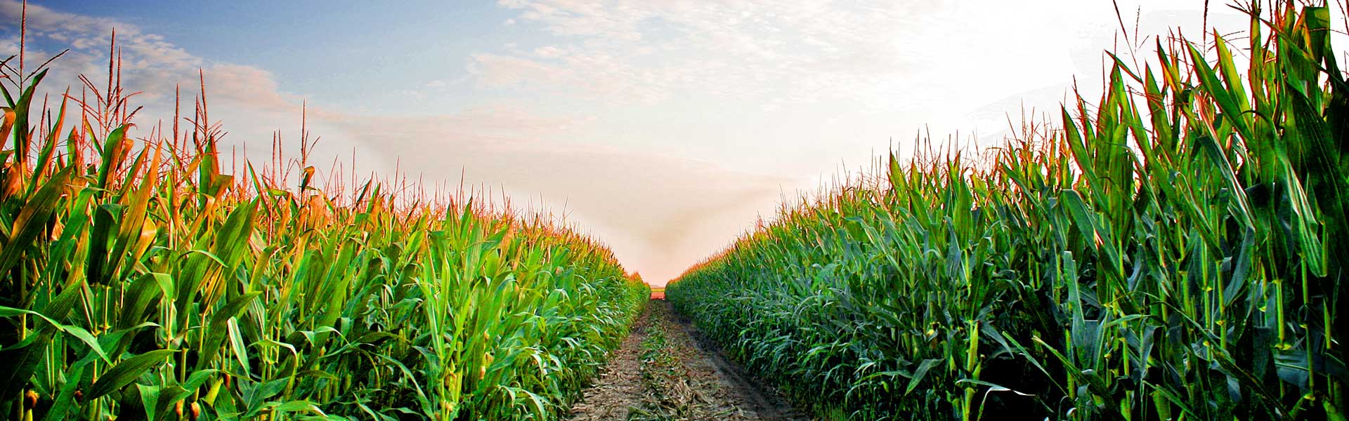Cornagra Zamość - materiał siewny, nasiona, środki ochrony roślin, nawozy, narzędzia ogrodnicze